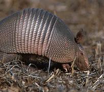 Image result for Cute Armadillo Drawing