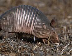 Image result for Armadillo Feet