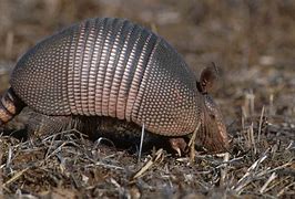 Image result for Ross as Armadillo