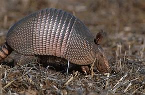 Image result for Armadillo Hind Legs