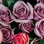 Image result for Wit Her Rose