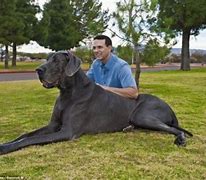 Image result for What's the World's Largest Dog