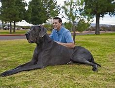 Image result for Biggest Dog On the Planet