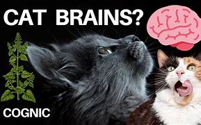Image result for Pinky Brain Cat