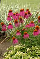 Image result for Echinacea purpurea Kims Knee High ®