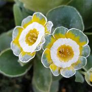 Résultat d’images pour Primula auricula Hinton Fields