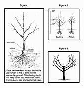 Image result for Small Apple Tree Varieties
