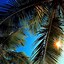 Image result for Palm Leaf Lock Screen