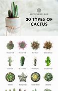 Image result for Desert Cactus Plants and Names