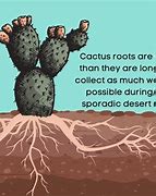 Image result for Saguaro Cactus Roots