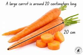 Image result for 20 Cm in Length