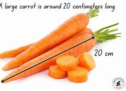 Image result for 20 Centimeters Size