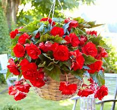 Image result for Begonia Pendula Cascade -wit-