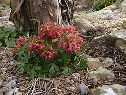 Image result for Corydalis solida subsp. solida George Baker