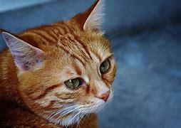Image result for Cat Animal Images