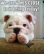 Image result for Dog Had a Rough Week Meme