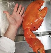 Image result for Lobster Claw Shaped Like C