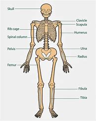 Image result for Human Body Skeleton