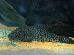 Image result for chaetostoma