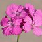Image result for Dianthus myrtinervis