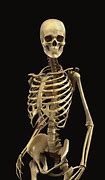 Image result for Human Skeleton Model Toy