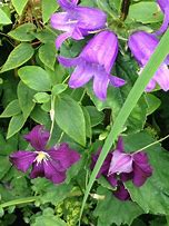 Image result for Clematis viticella etoile violette