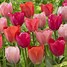 Tulipa Salmon van Eijk 的图像结果