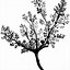 Image result for Botanical Illustration Black and White