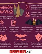 Image result for Bumblebee Bat Diet