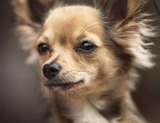 Image result for chihuahuense