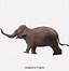 Image result for Elephant No Background