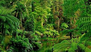 Image result for Nature Jungle