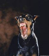 Image result for Doberman Dog Scary