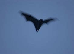 Image result for Black Bat Batman