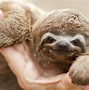 Image result for Cute Baby Sloth Wallpaper