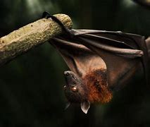 Image result for Bat Wallpaper HD