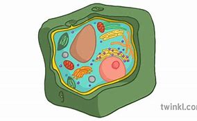 Image result for Plant Cell without Labels