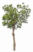 Image result for Tree Alpha