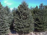 Image result for 9000 Year Old Spruce Tree
