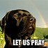 Image result for Android 1.6 Praying Meme