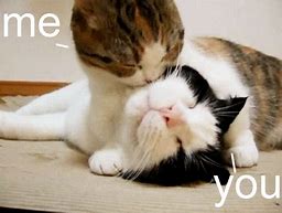Image result for Love You Funny Cat