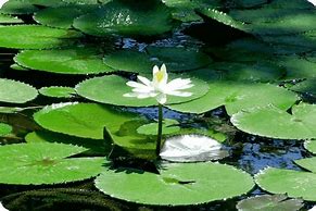 Image result for Lily Pad Wallpaper Aesthetic