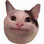 Image result for Silly Cat Sorry Meme