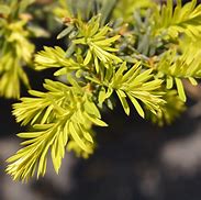 Taxus baccata Kupfergold 的图像结果