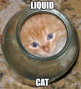 Image result for Liquid Cat Memes