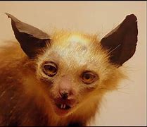 Image result for Bad Taxidermy Bat