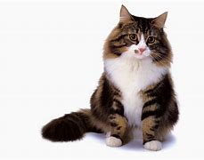 Image result for Brown and White Norwegian Forest Cat