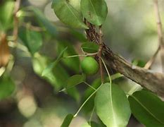 Image result for Manchineel Tree Apple of Death