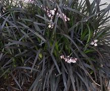 Image result for Ophiopogon plan. Niger