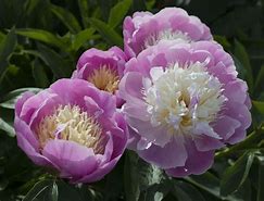 Image result for Peony